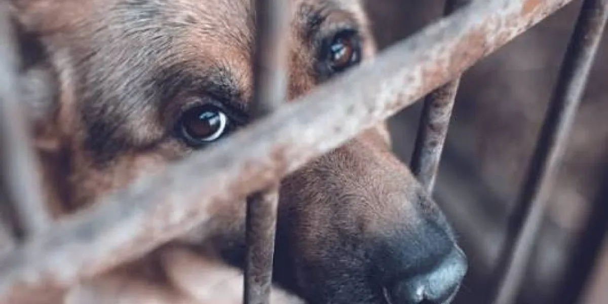 Cuernavaca registró 180 denuncias por maltrato animal de enero a julio de 2026; 11 casos tienen resolución y las multas llegan a 35 mil pesos.