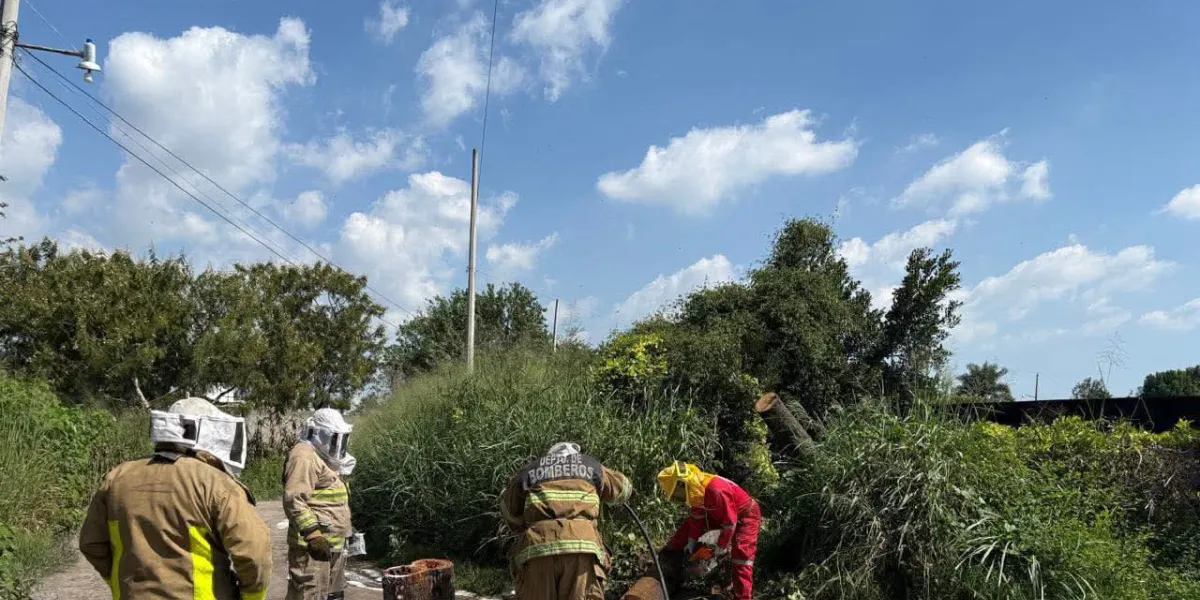 Bomberos actúan por árbol caído en Cuautla