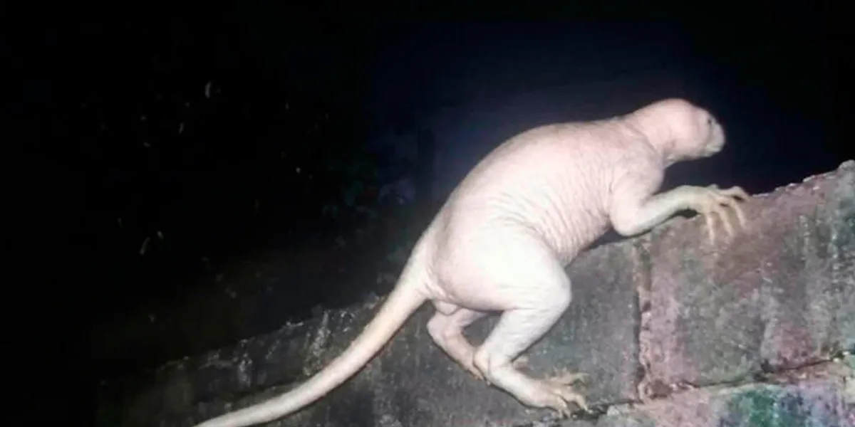Jaime Maussan halla extraña criatura en Chihuahua; la población lo relaciona con el chupacabras. VIDEO