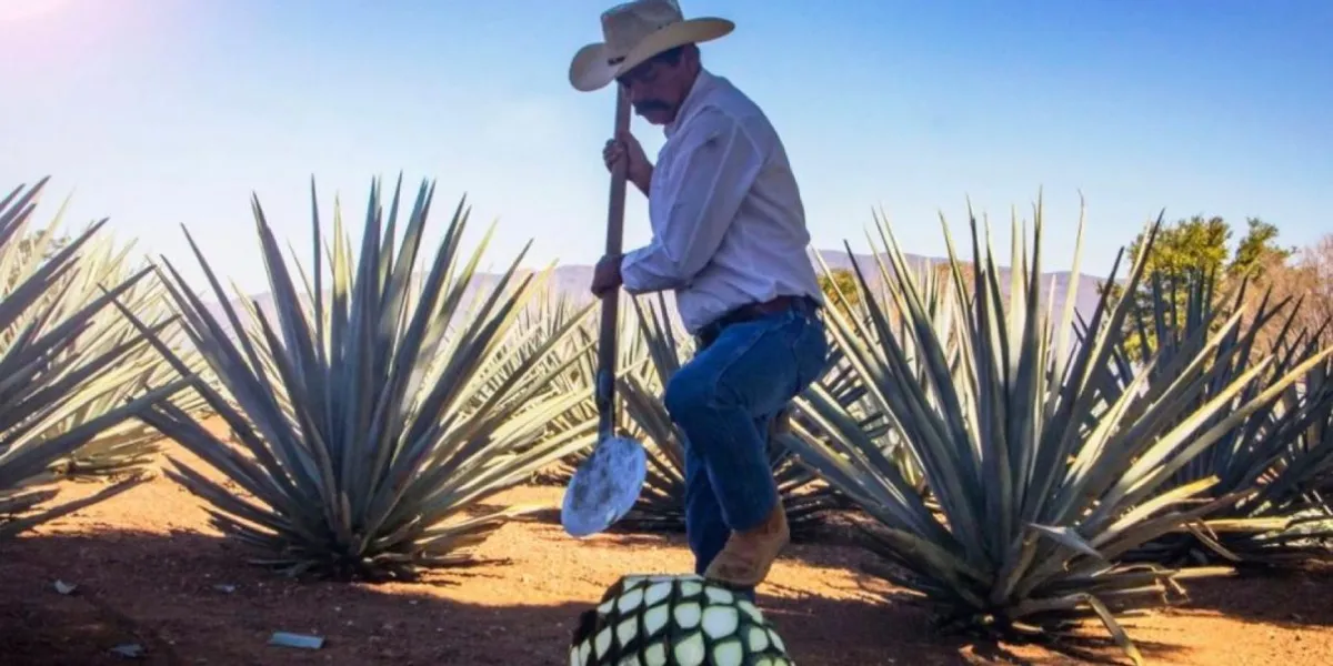 Once marcas de mezcal de Morelos están cerca de obtener su certificación de origen