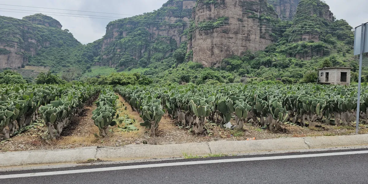 Nopales en Morelos