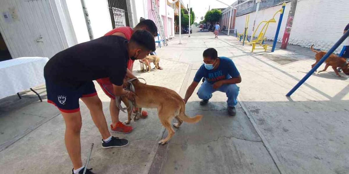 En Cuautla, intensa jornada de vacunación antirrábica en perros y gatos en 5 colonias