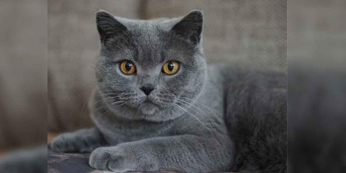 Gato infecta a una persona de Covid-19; fue descubierto “por casualidad”