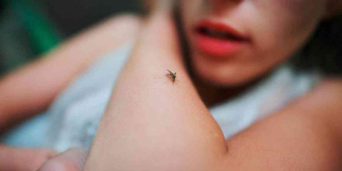 Llama IMSS Morelos a extremar precauciones ante la picadura del mosco transmisor del paludismo