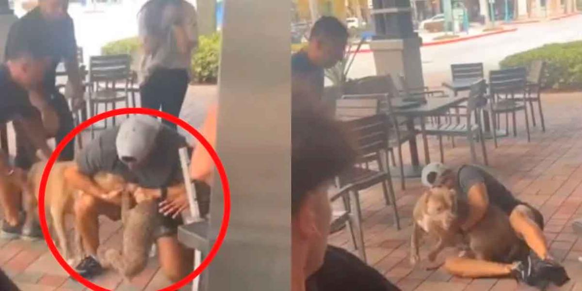 Pitbull ataca a french poodle en restaurante; desata debate