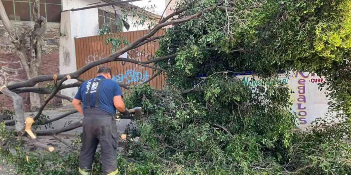 Fuertes lluvias en Cuautla: colapsan 8 árboles