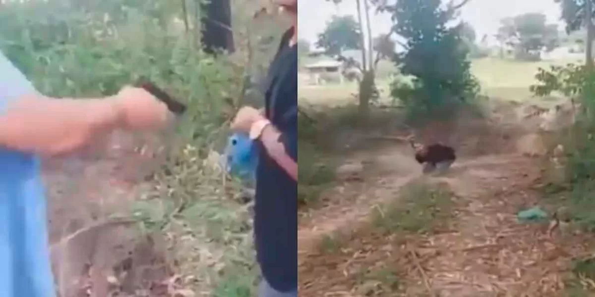 VIDEO. Hombre hace justicia por mano propia y le dispar4 en las manos a ladrón en Brasil