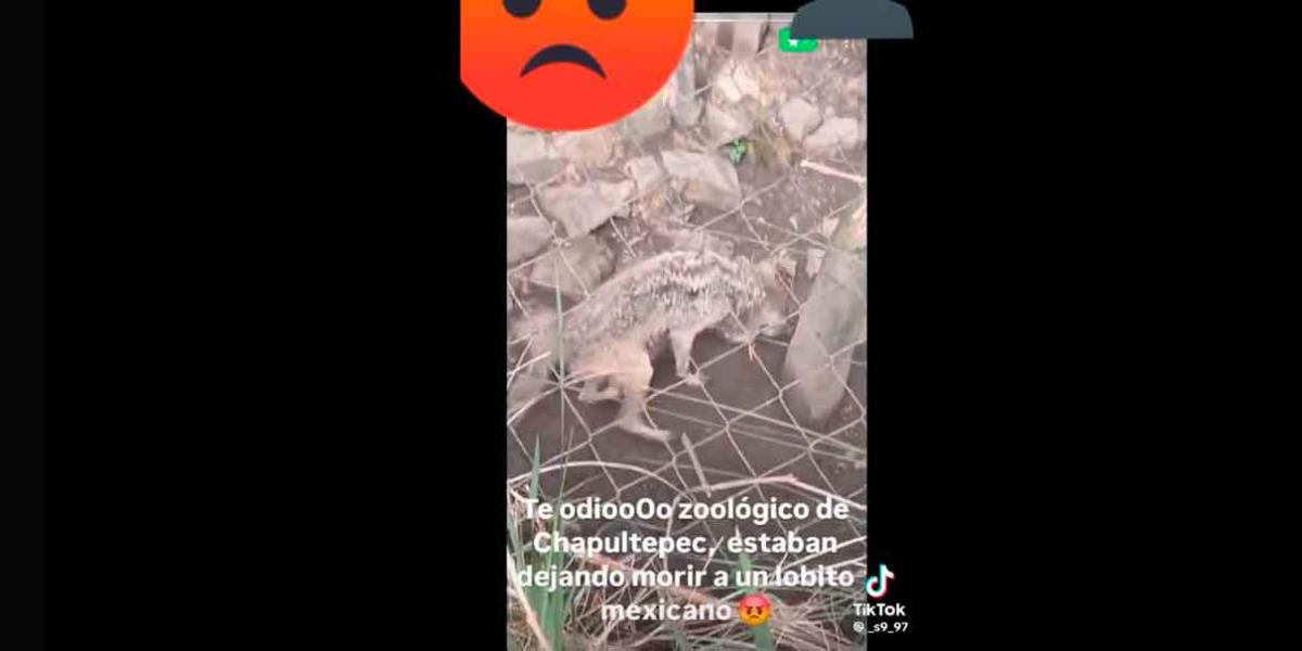 VIDEO. Denuncian abandono de la loba “Seje” en Zoológico Chapultepec