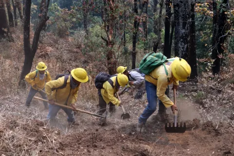 Publicó Congreso la convocatoria para el “Reconocimiento al mérito forestal en el estado de Morelos 2025”