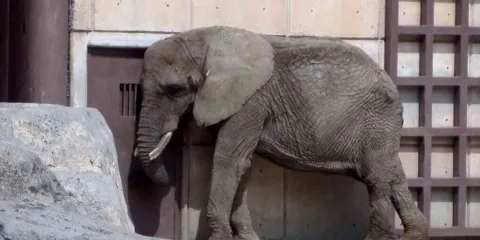 ¿Se pueden amparar los animales?