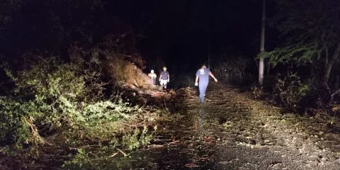 Dos árboles colapsados, saldo de intensas lluvias y vientos en Yautepec, asi lo señaló Octavio Rojas Montaño