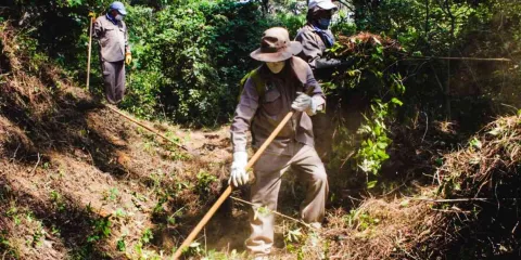Cuernavaca pone en marcha el programa de brechas cortafuego para la preservación de bosques 