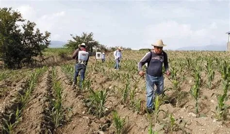 Desarrollo Agropecuario de Morelos (SEDAGRO)