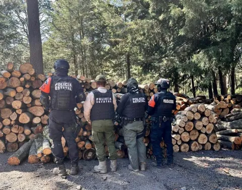 Decomisan 4 aserraderos clandestinos cercanos al Bosque de Agua