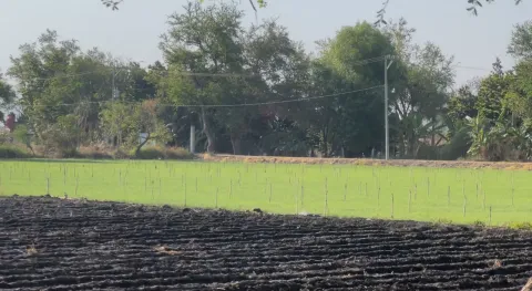 Invertirá MGS 700 millones de pesos en el campo morelense