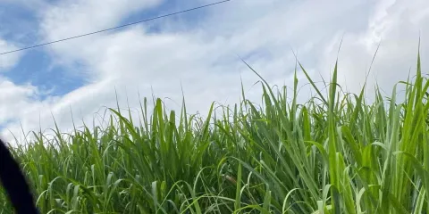 Pide sector azucarero que empresas cumplan con cuota de exportación para evitar sobreproducción tras aranceles impuestos por Estados Unidos 