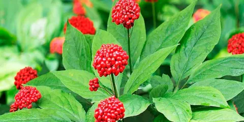 Beneficios y cómo conseguir Panax ginseng, el aliado natural para la cognición