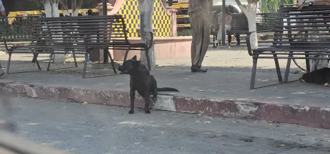 Acusaron que anteriormente había al menos hasta siete perros en situación de calle que ellas cuidaban, y que actualmente estos han desaparecido, por lo que precisaron que se busca evitar que se siga dando este maltrato animal a los perros que solo buscan protegerse del sol y el clima en esa zona 
