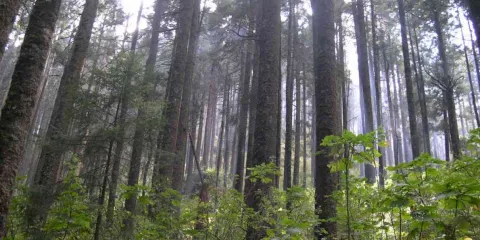 Los bosques son nuestros