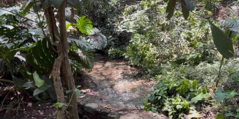 Más de 200 t de basura por semana sacan de barrancas de Cuernavaca