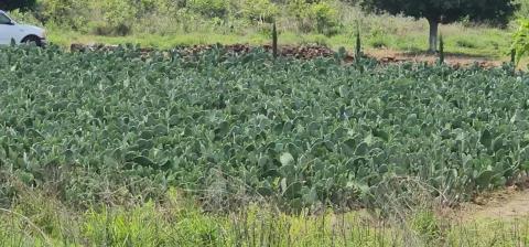 Coadyuvará gobierno de Tlayacapan en atender afectaciones de productores por granizada del fin de semana 