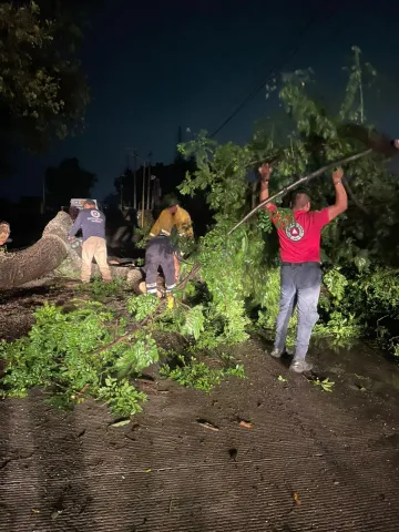 En Yautepec, colapsan 3 árboles por fuertes vientos 