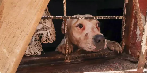 Condenan crimen de maltrato animal en Cuautla