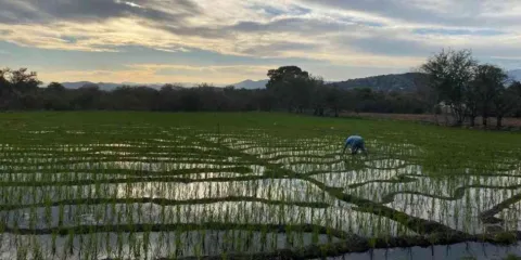 Desplome de producción de arroz y caña por falta de agua en Tlaltizapan
