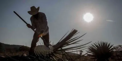 Impulsan diputados al sector mezcalero