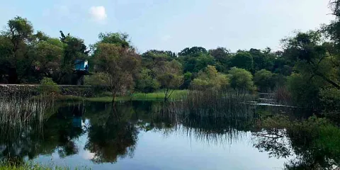Invasores causan pérdida del 10 por ciento de ANP