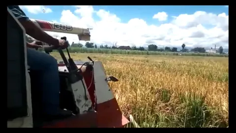 Baja la producción de arroz en Cuautla; llaman a reactivar el cultivo