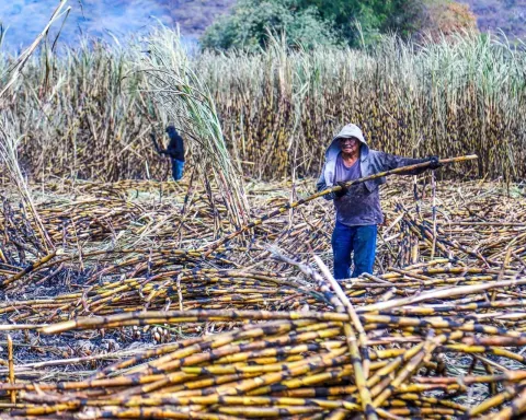 Arranca la zafra 2025-2026 con buenas expectativas en la región oriente