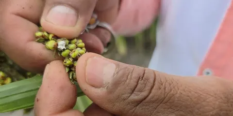 Contienen brote de pulgón amarillo en Cuautla gracias a acciones inmediatas y control biológico que evitan su propagación en cultivos de sorgo y maíz.
