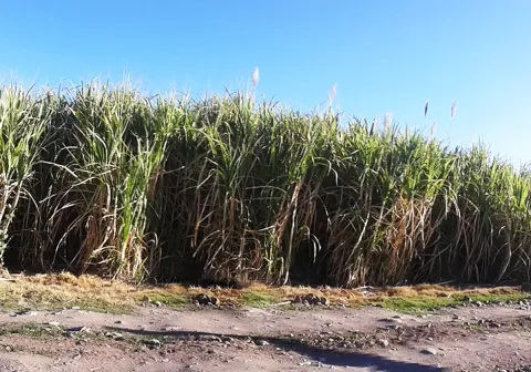 Esta semana inicia zafra en Casasano