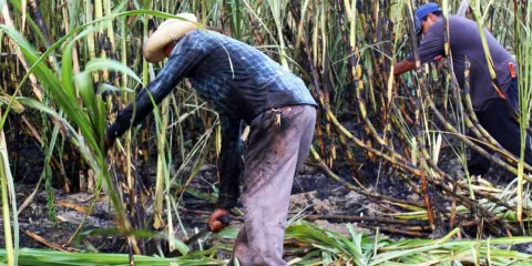 Ejido de Yautepec será reconocido a nivel nacional por su alta producción de caña de azúcar