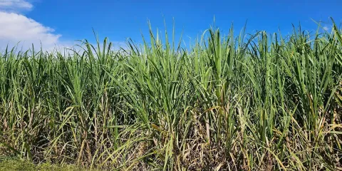 Productores y ejidatarios de Cuautla buscarán más apoyos al campo en 2026 para evitar el abandono de parcelas y la venta de tierras.