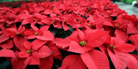 Morelos lidera producción nacional de flor de nochebuena con 6 millones de plantas para 2025