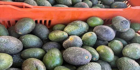 La sobreproducción de aguacate redujo precios, pero prevén aumento en el consumo por el Super Bowl y el Mundial, informó el comité estatal.