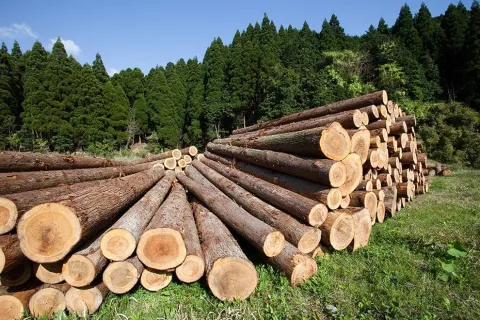 Analizan tipificar como delito la tala ilegal en Morelos mediante reformas ambientales para proteger ecosistemas y Áreas Naturales Protegidas.