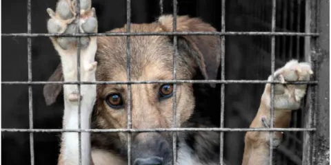 Aumentan denuncias por maltrato animal en Cuautla; registran hasta cuatro casos diarios