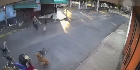Autoridades de Cuautla retirarán a 21 perros tras ataque a mujer de 79 años; serán dados en adopción