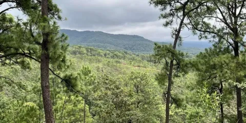 Refuerzan brigadas contra incendios forestales en bosques y Áreas Naturales Protegidas de Morelos