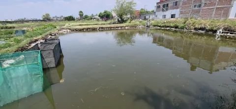 Ventas de mojarras en Santa Inés aumentan durante Semana Santa; productores ofrecen producto fresco a 150 pesos el kilo.