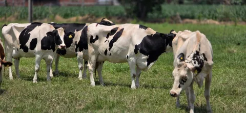 vacas cuautla