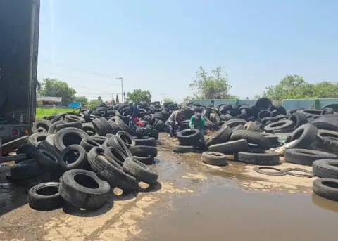 programa para combatir dengue 