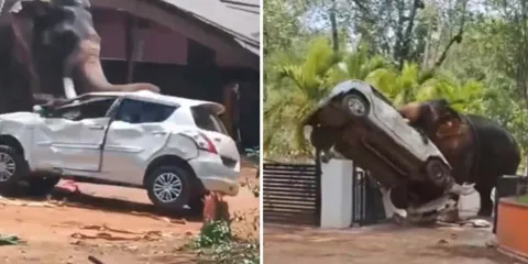 Elefante fuera de control ataca y mata a un hombre en segundos