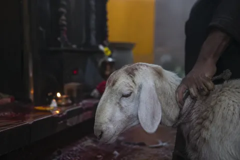 Maltrato animal 