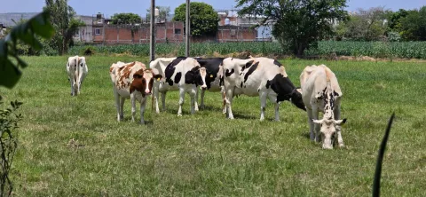 Ganaderos de Cuautla