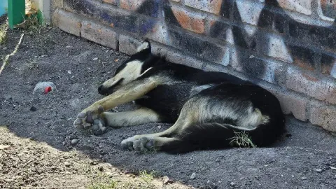 PLDH