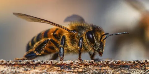 ¿Las abejas tienen derechos?